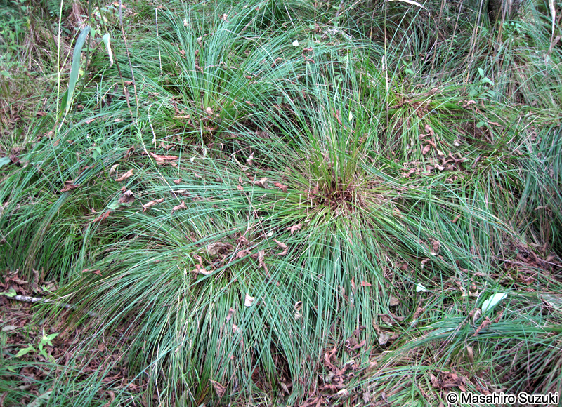 ヤブスゲ Carex rochebrunei