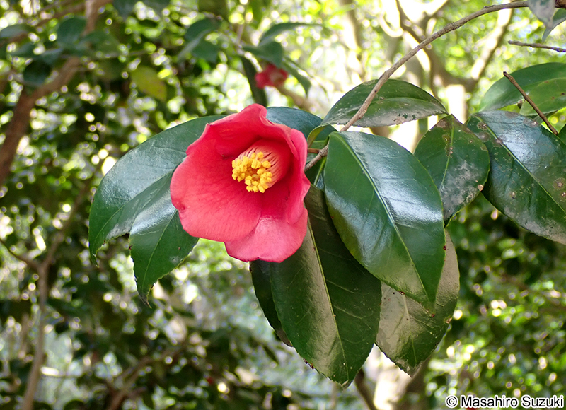 ヤブツバキ Camellia japonica
