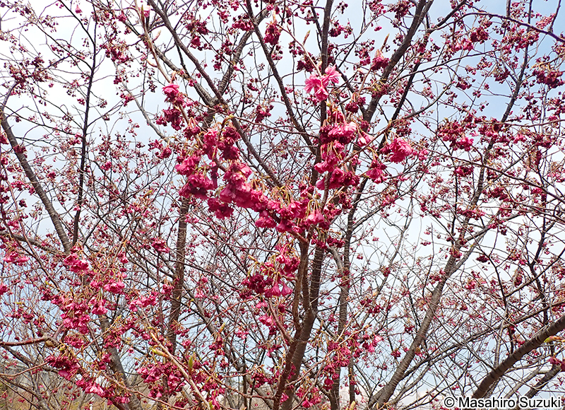 ヤエカンヒザクラ（八重寒緋桜） Cerasus campanulata 'Plena'
