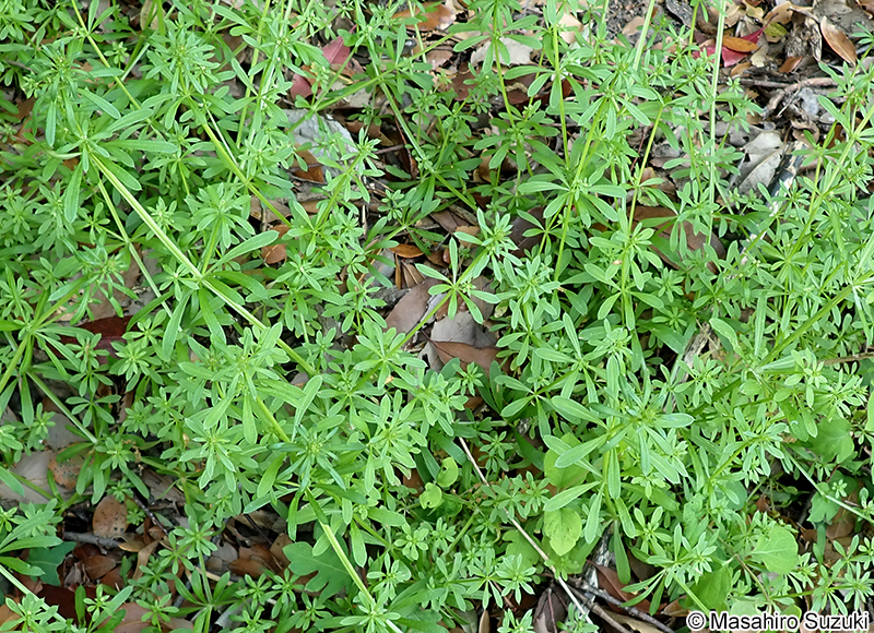 ヤエムグラ Galium spurium var. echinospermon