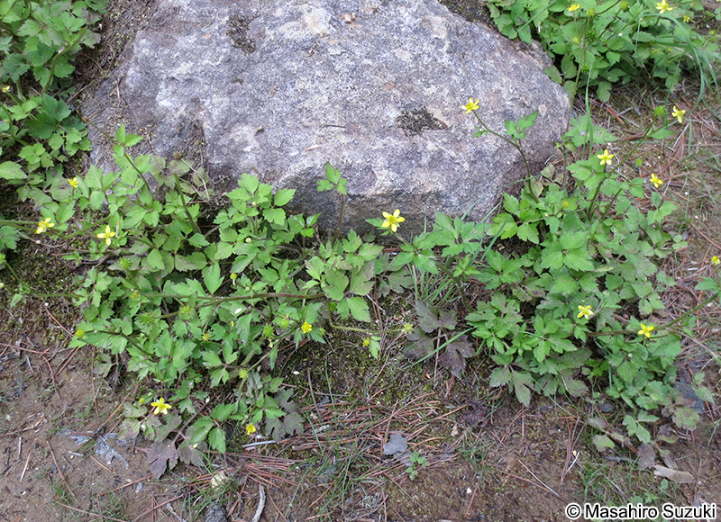 ヤマキツネノボタン Ranunculus silerifolius