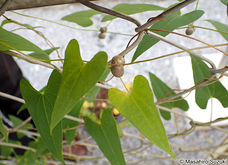 ヤマノイモ Dioscorea japonica