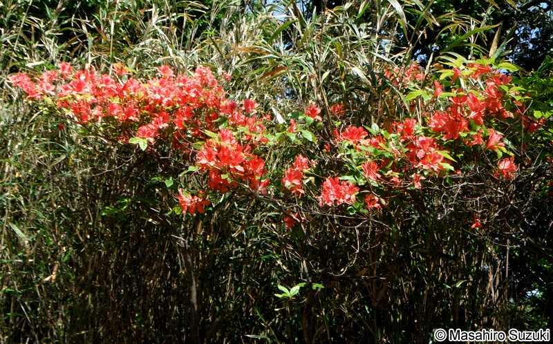 ヤマツツジ Rhododendron kaempferi