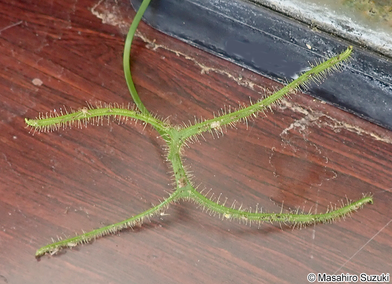 ヨツマタモウセンゴケ Drosera binata