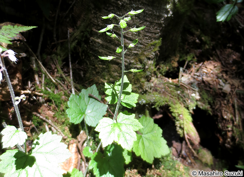 ズダヤクシュ Tiarella polyphylla