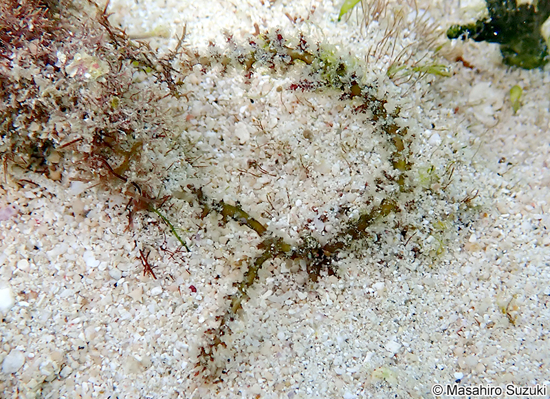 トゲノリ Acanthophora spicifera