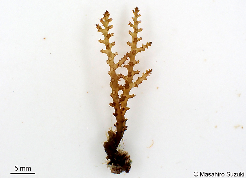 トゲノリ Acanthophora spicifera