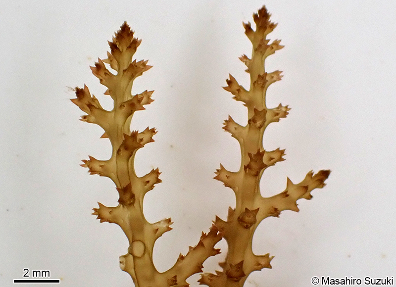 トゲノリ Acanthophora spicifera