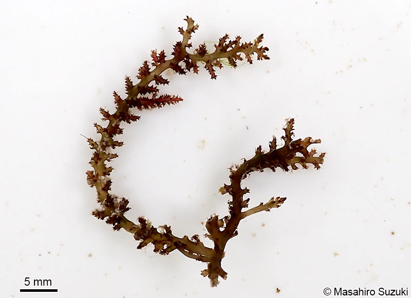 トゲノリ Acanthophora spicifera