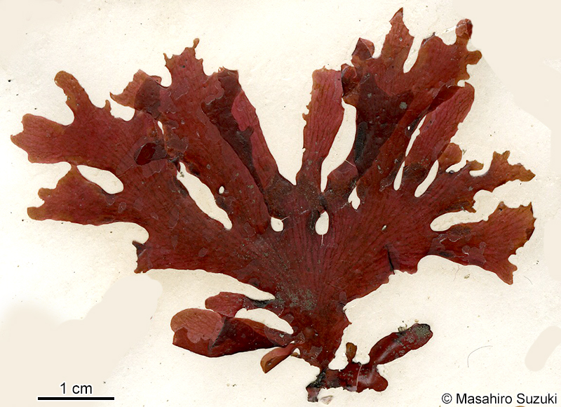 スジウスバノリ Acrosorium polyneurum