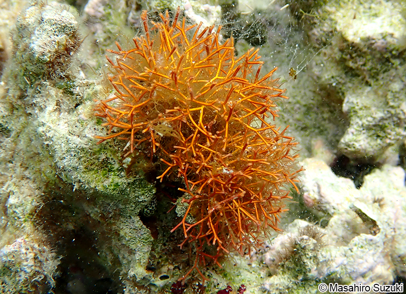 ソデガラミ Actinotrichia fragilis