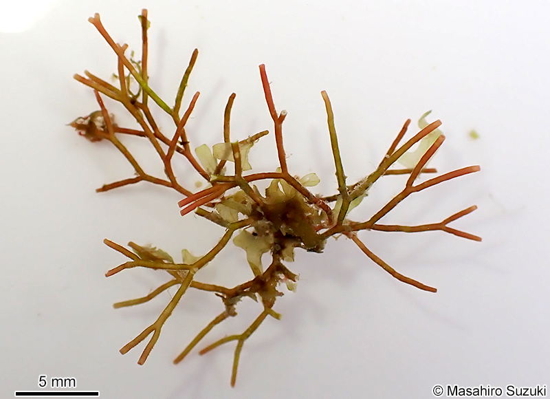 シマソデガラミ Actinotrichia robusta