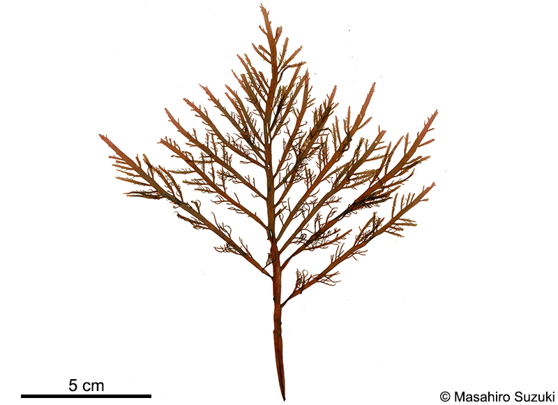 ヒオドシグサ Amansia japonica