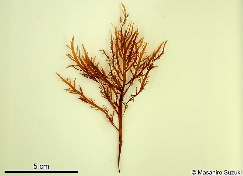 ヒオドシグサ Amansia japonica