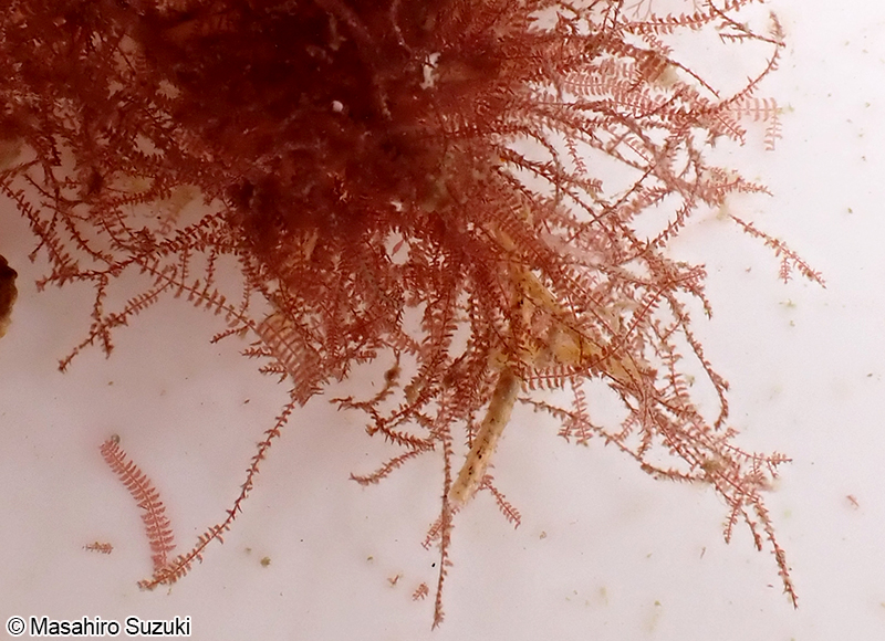 オキフタツガサネ Antithamnion okiense