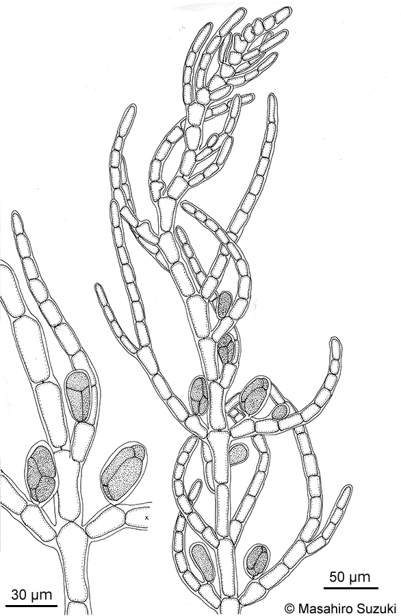 ホソガサネ Antithamnionella spirographidis