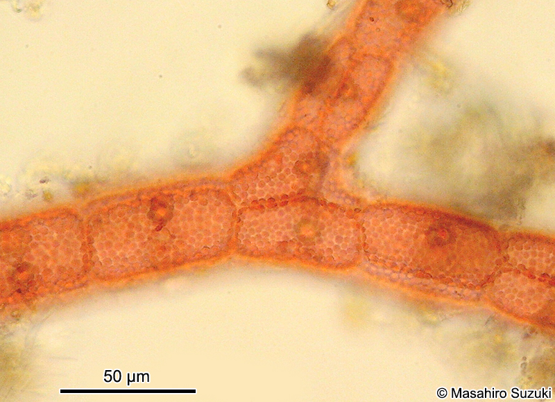 カギケノリ Asparagopsis taxiformis
