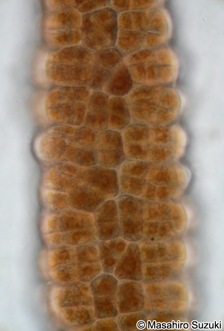 ウシケノリ Bangia fuscopurpurea