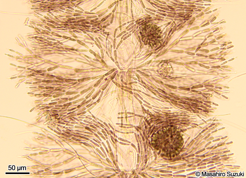 カワモズク Batrachospermum gelatinosum