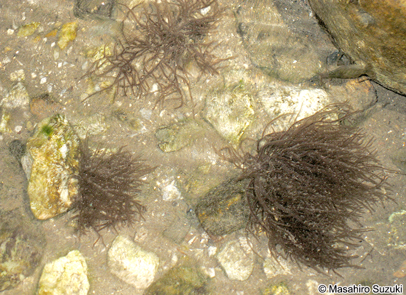 カワモズク Batrachospermum gelatinosum