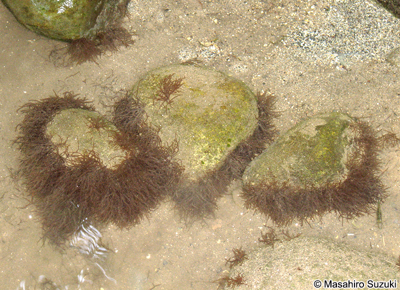 カワモズク Batrachospermum gelatinosum