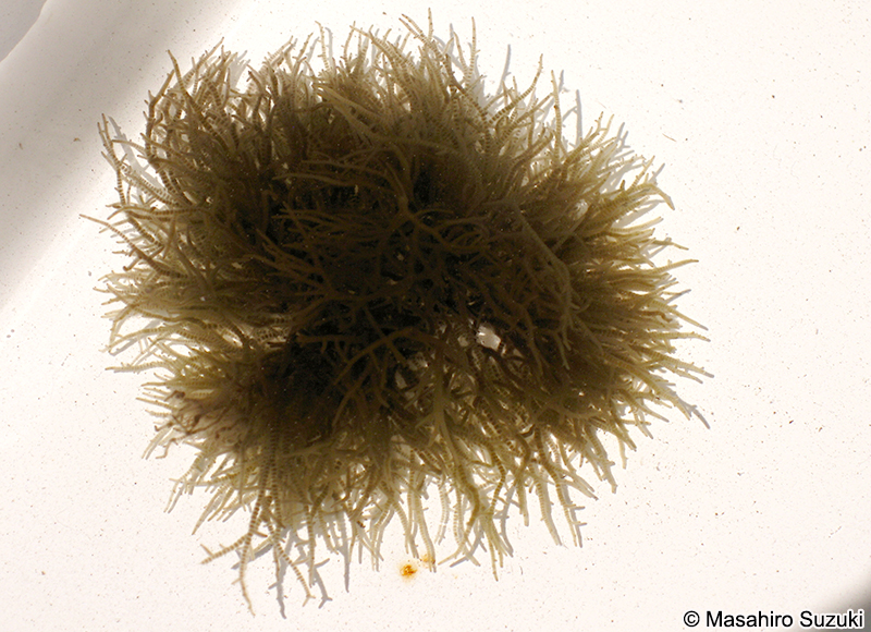 カワモズク Batrachospermum gelatinosum