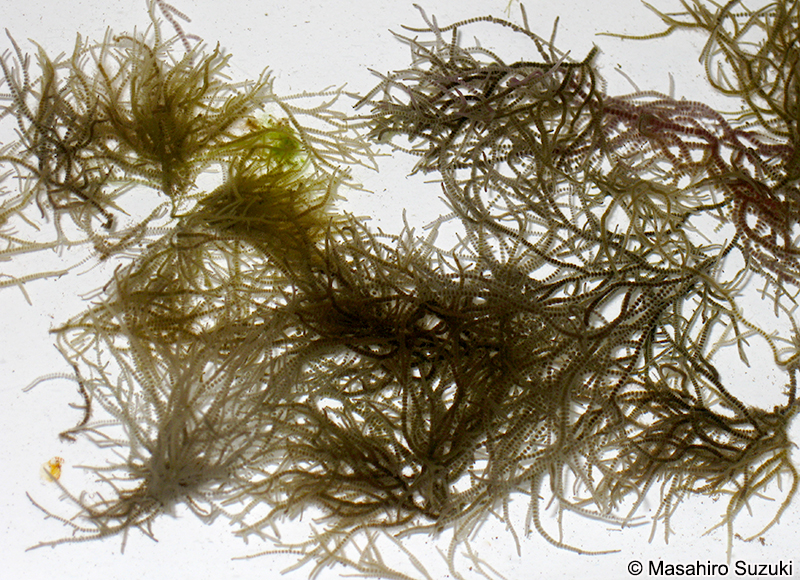 カワモズク Batrachospermum gelatinosum