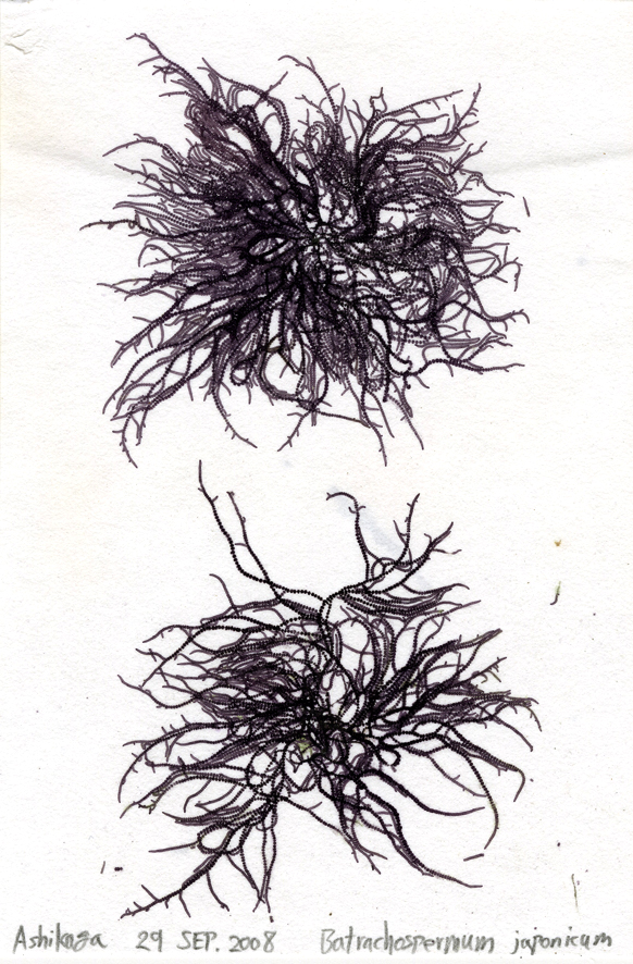 カワモズク Batrachospermum gelatinosum