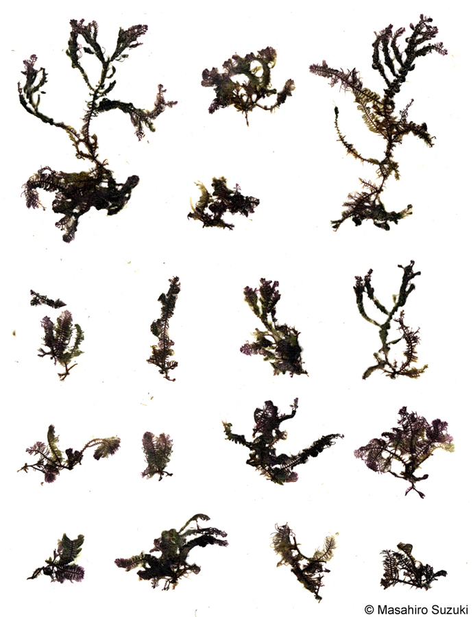 コケモドキ Bostrychia binderi