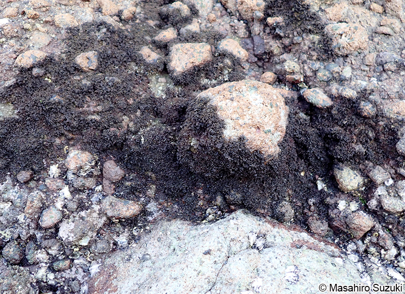 コケモドキ Bostrychia binderi