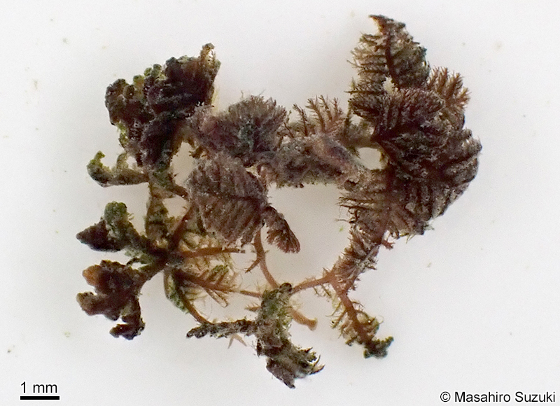 コケモドキ Bostrychia binderi