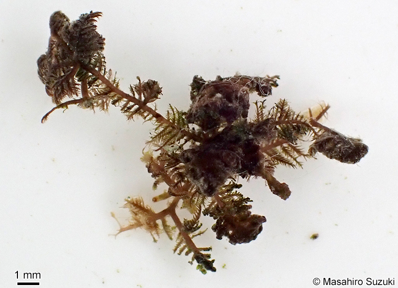 コケモドキ Bostrychia binderi