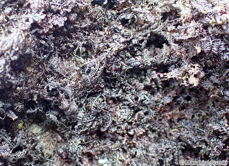 コケモドキ Bostrychia binderi