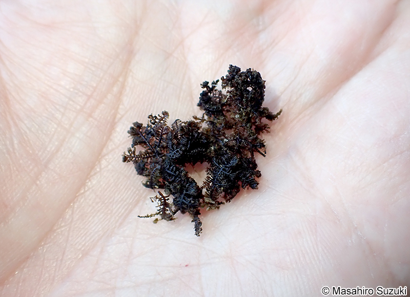 コケモドキ Bostrychia binderi