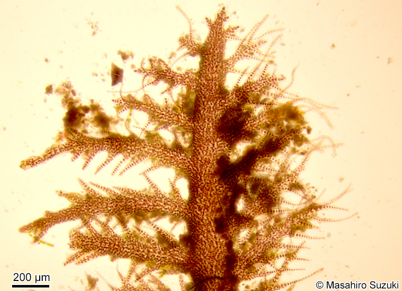 コケモドキ Bostrychia binderi