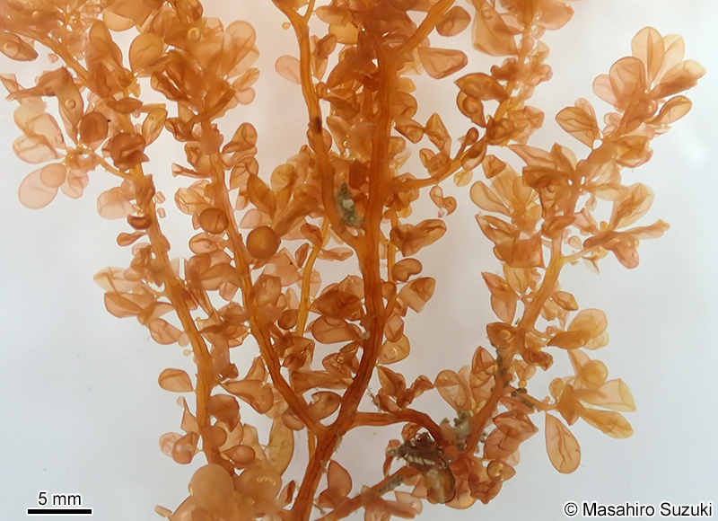 ハナノエダ Botryocladia leptopoda