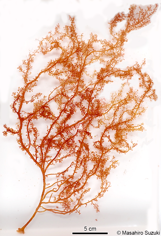 ハナノエダ Botryocladia leptopoda