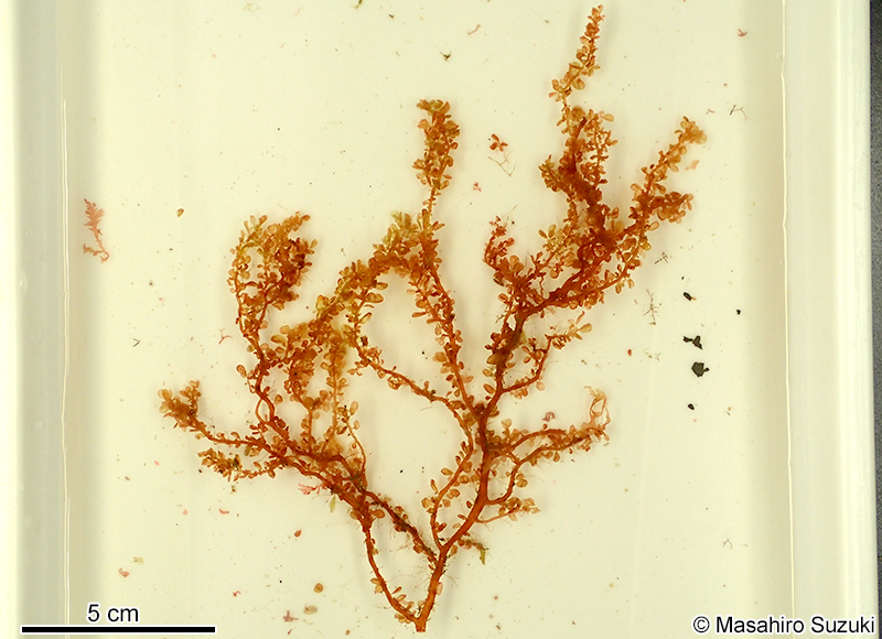 ハナノエダ Botryocladia leptopoda