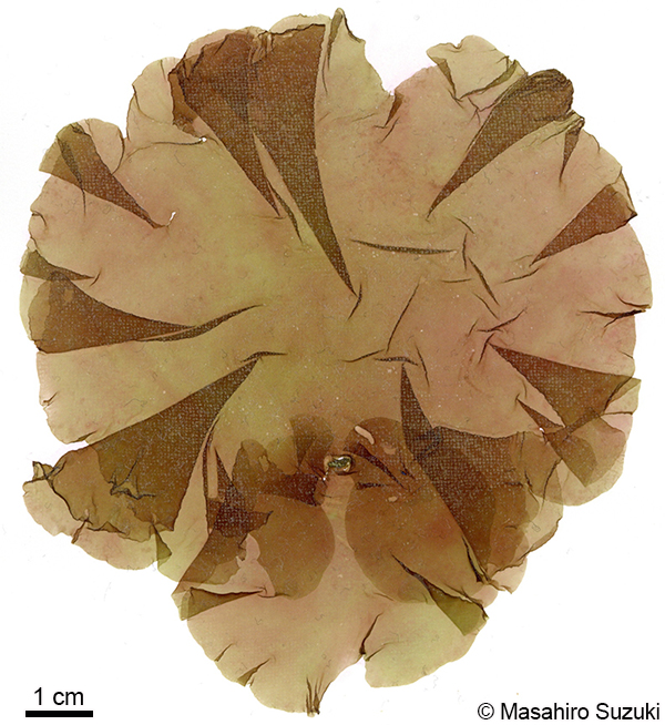 キヌハダ Pugetia japonica