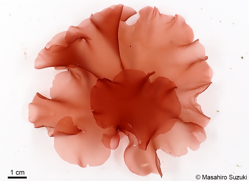 キヌハダ Pugetia japonica