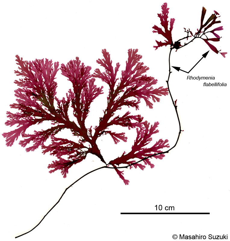 Callophyllis variegata