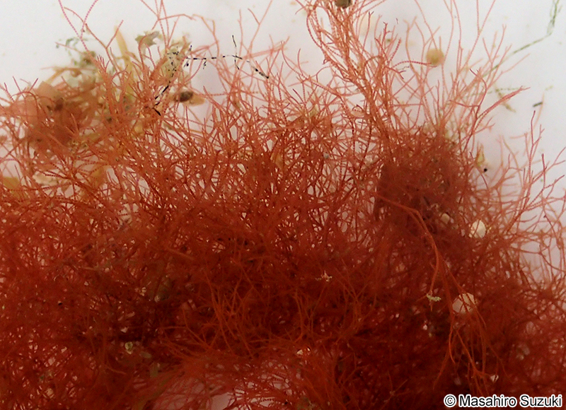 ツクシイギス Ceramium nakamurae