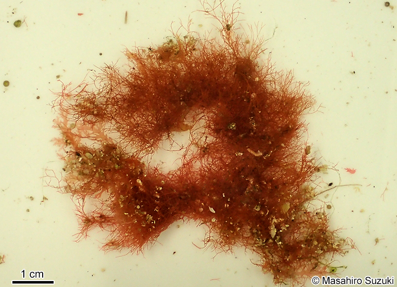 ツクシイギス Ceramium nakamurae