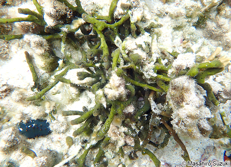 カイメンソウ Ceratodictyon spongiosum