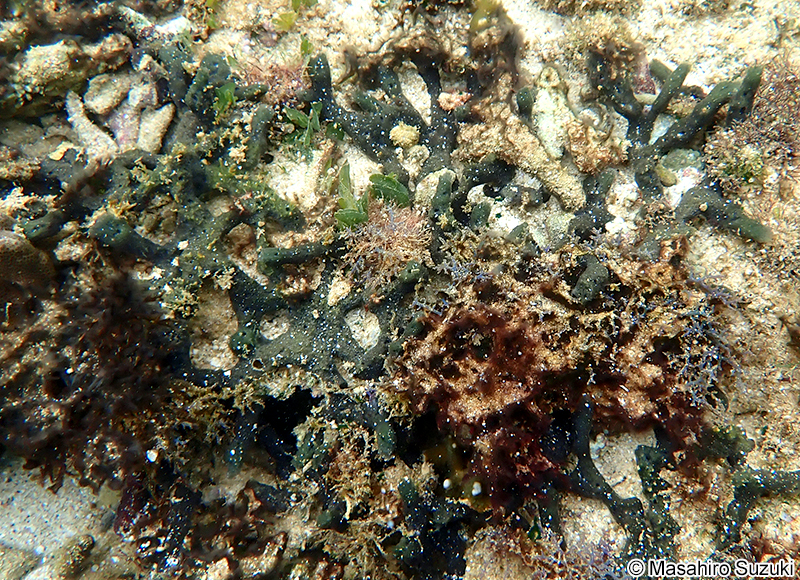 カイメンソウ Ceratodictyon spongiosum