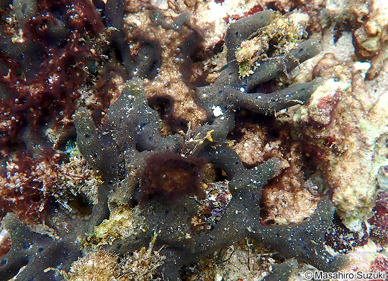 カイメンソウ Ceratodictyon spongiosum