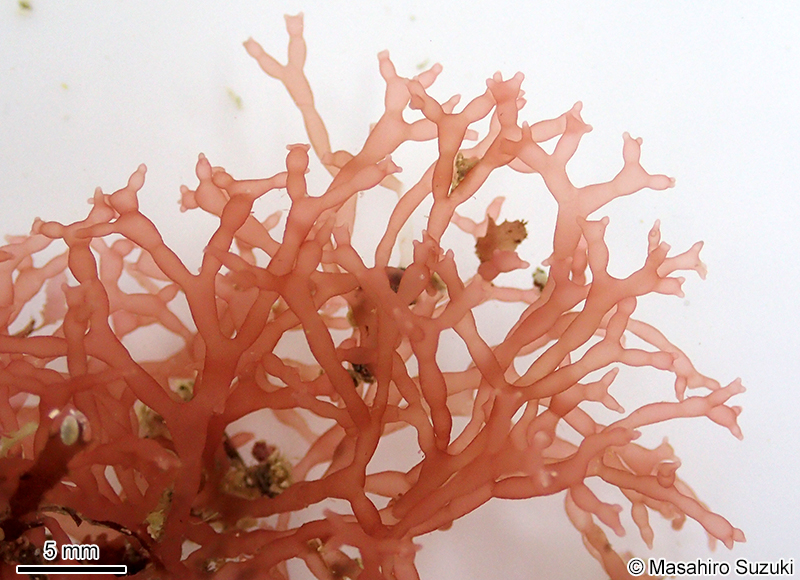 カタミノフクロツナギ Chamaebotrys lomentariae