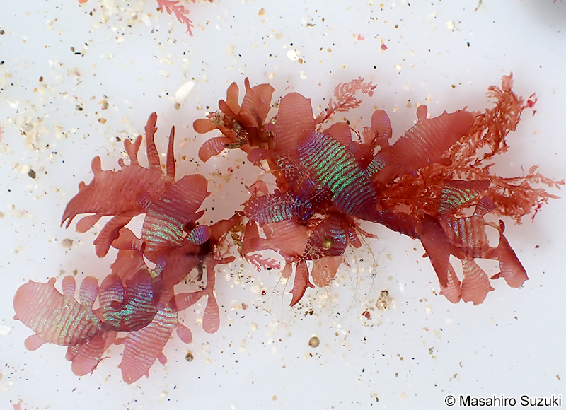 ウスバワツナギソウ Champia expansa