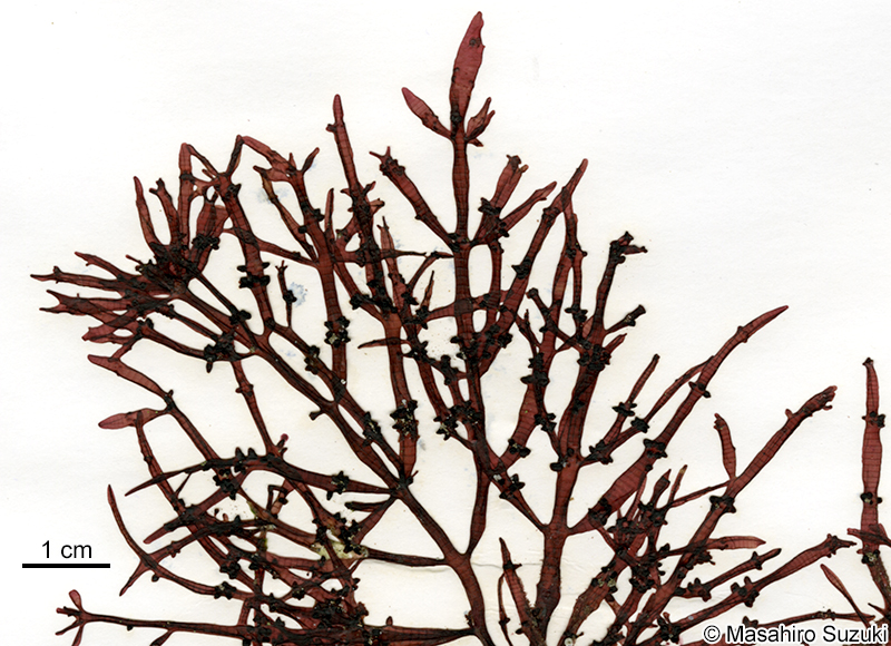 ヘラワツナギソウ Champia japonica