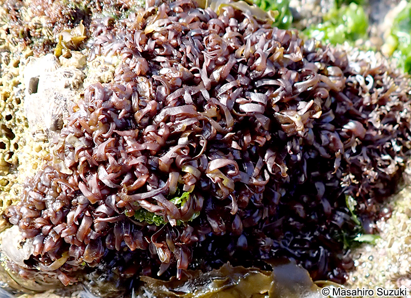 Chondracanthus okamurae